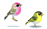 :hoppingbirds: