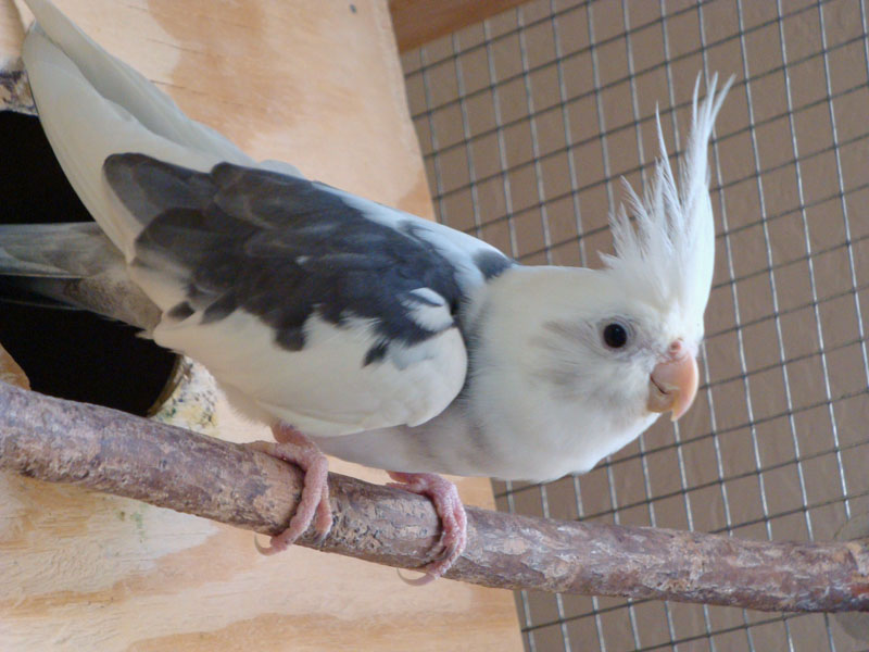 whiteface male cockatiel