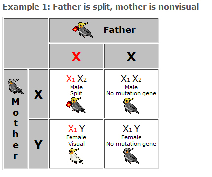 Cockatiel Chart