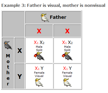 Lovebird Mutations Chart